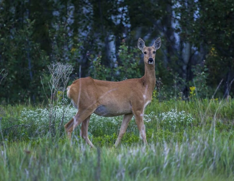 Сибирская косуля capreolus pygargus