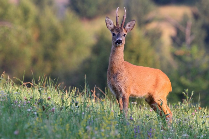 Европейская косуля (capreolus capreolus)