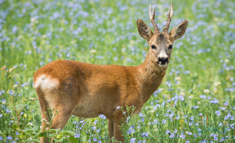 Сибирская косуля capreolus pygargus