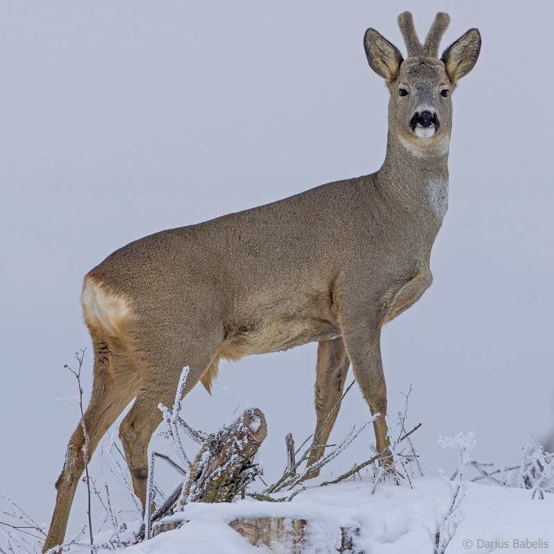 Косуля Сибирская (capreolus pygargus Pall.)