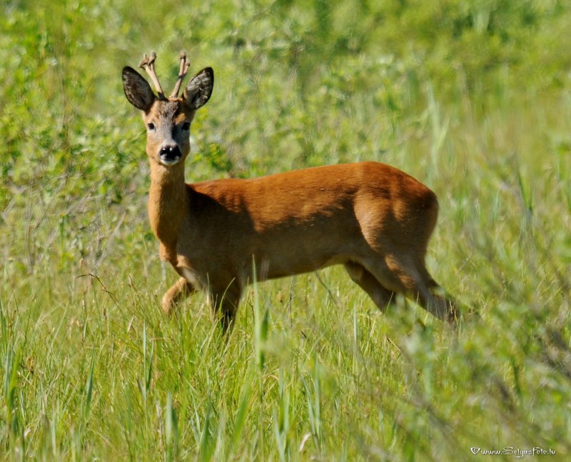 Косуля Сибирская (capreolus pygargus Pall.)