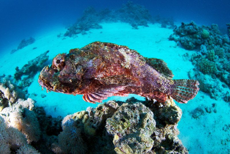 Скорпена рыба красное море