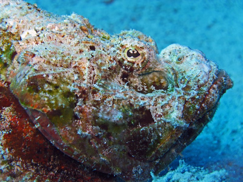 Devil scorpionfish