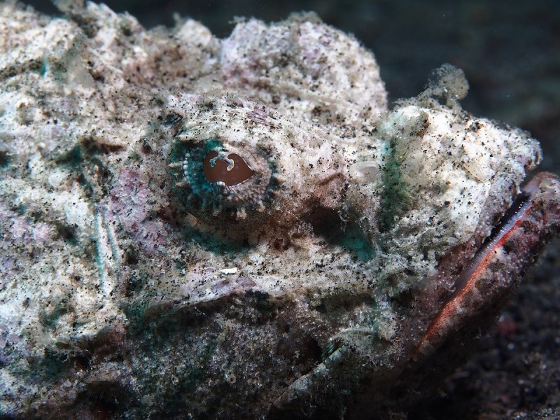 Stonefish Renegade Crown