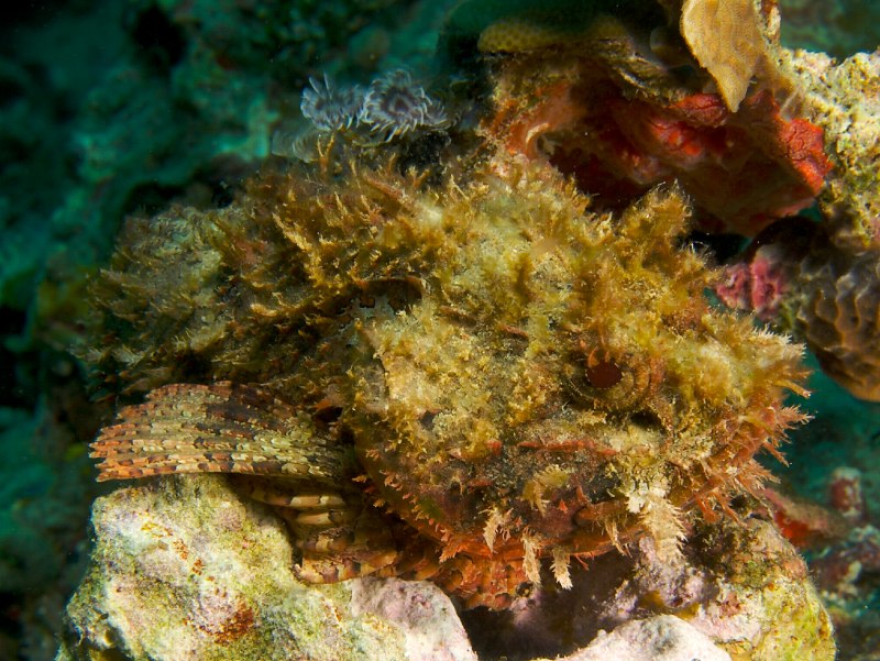 Scorpaenopsis oxycephala
