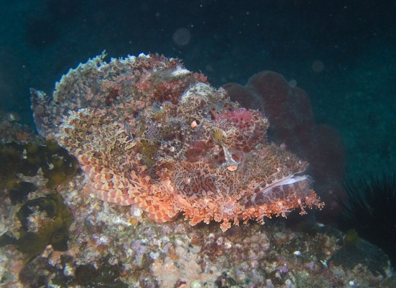 Scorpaenopsis oxycephala