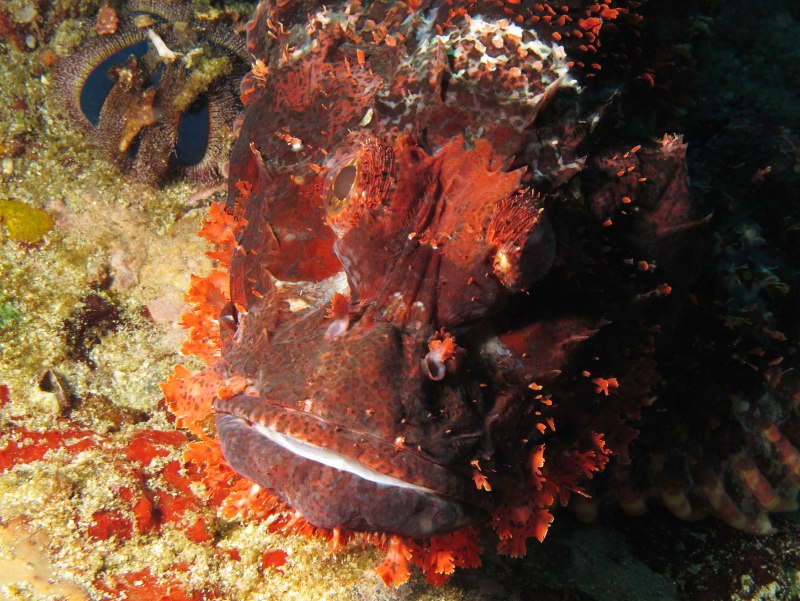 Рыба Скорпион красное море