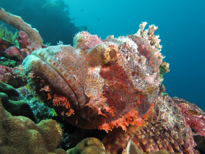 Рыба Скорпион красное море
