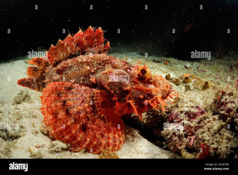 Devil scorpionfish Red Sea