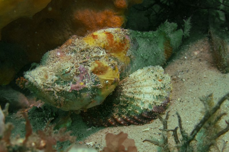 Scorpaenopsis Diabolis