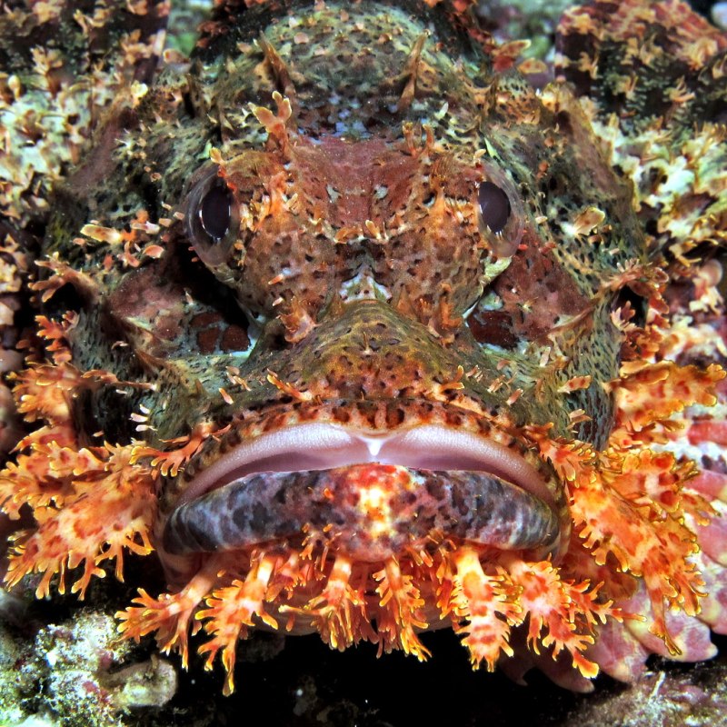 Офиуры в Красном море