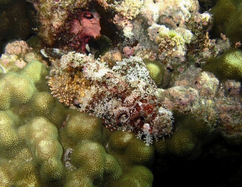 Scorpaenopsis Diabolis