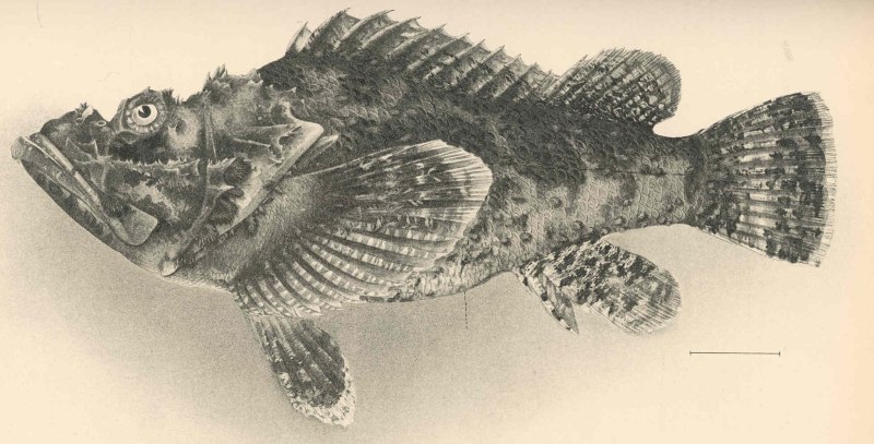 Scorpaenidae Речная