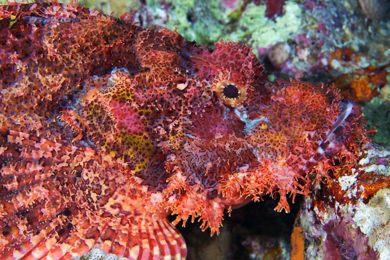 Крупная рыба красного моря скорпенопс