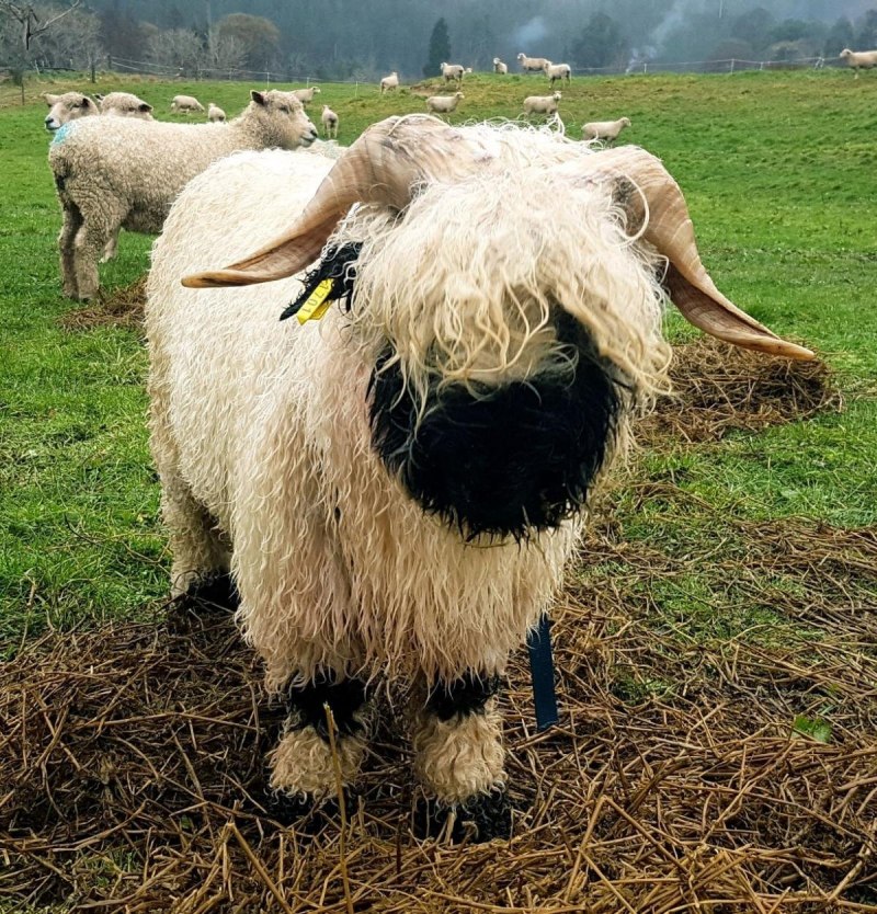 Овцы породы Valais Blacknose