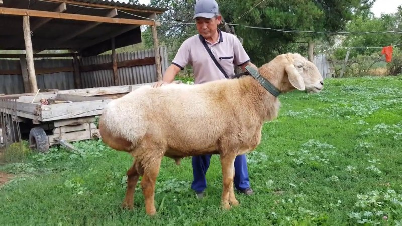Баран гиссарской породы