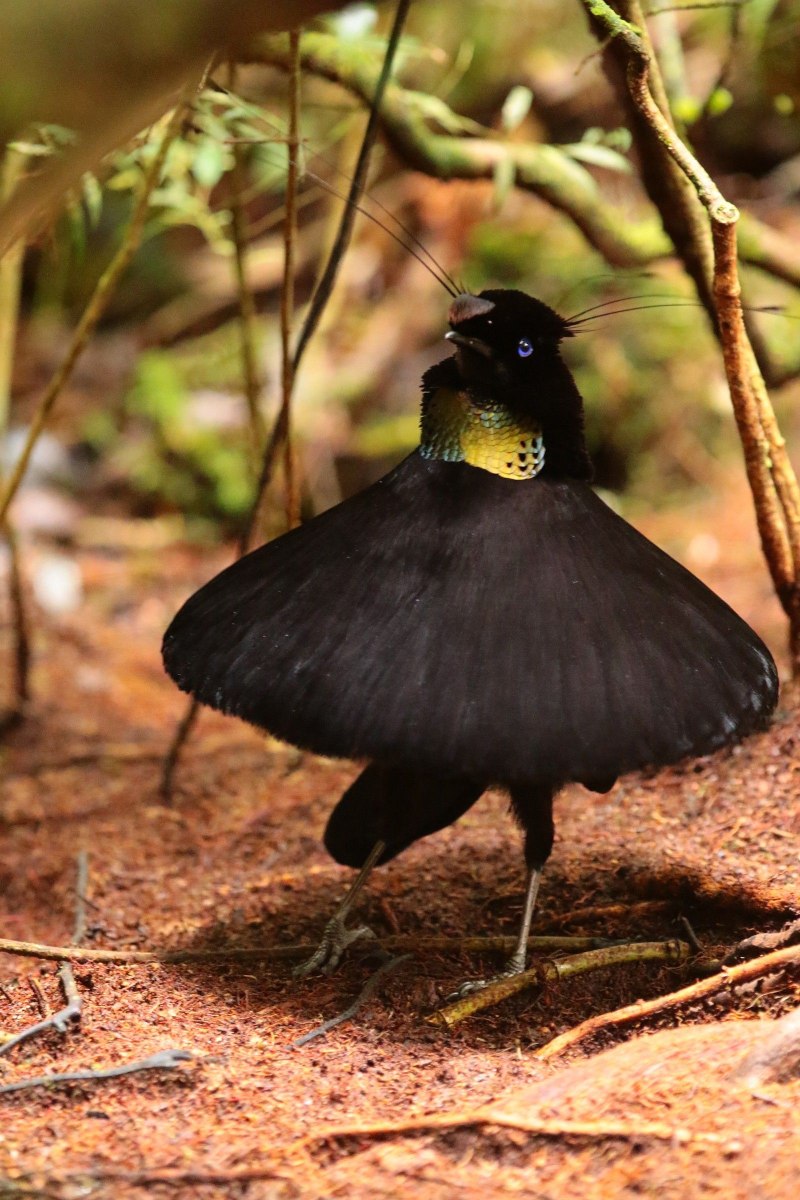 Parotia sefilata