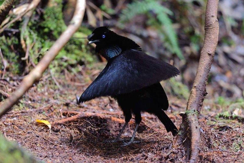 Parotia sefilata