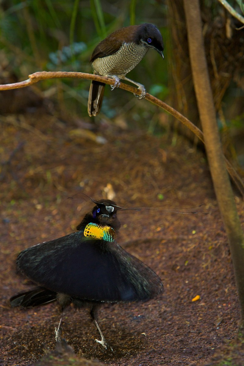 Lawes's Parotia