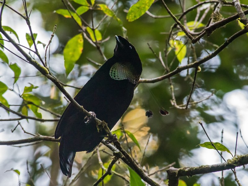 Eastern Parotia