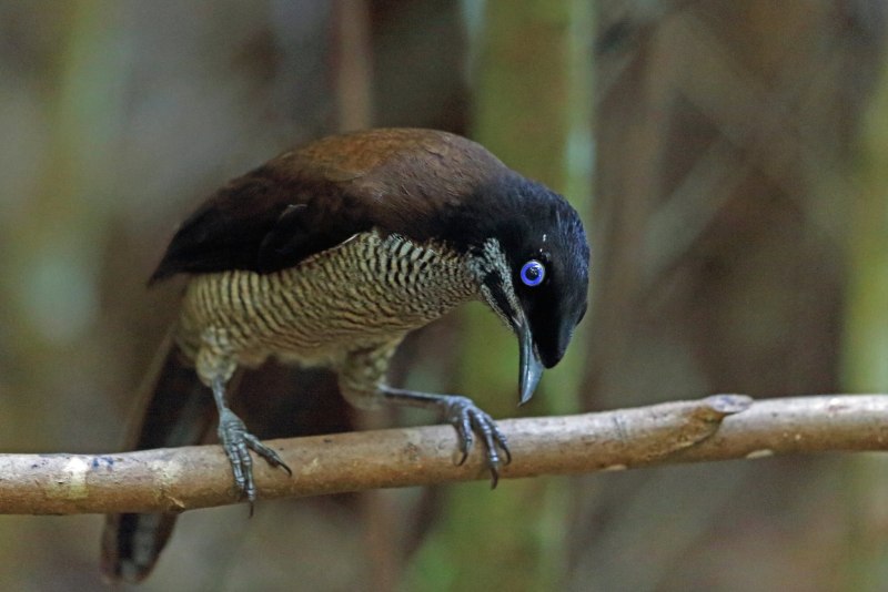Parotia sefilata