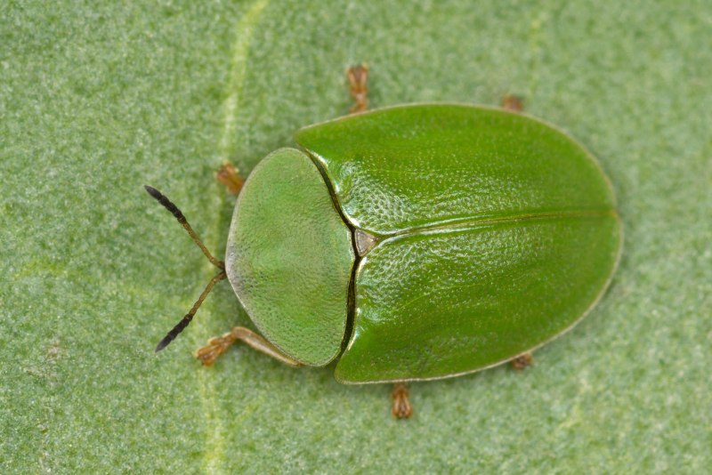 Щитоноска зелёная (Cassida viridis)