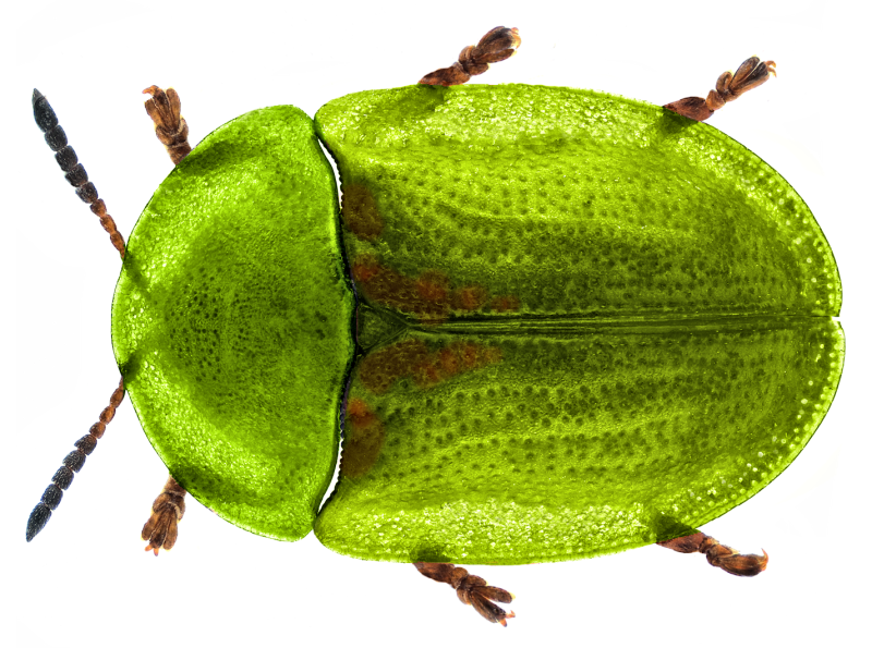 Phratora laticollis (Suffrian, 1851)