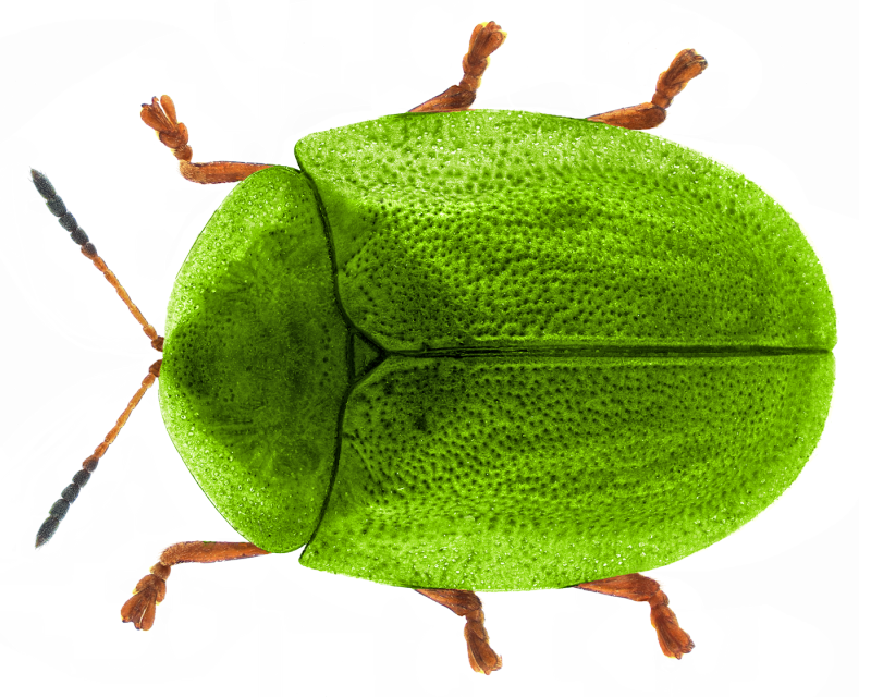 Cassida viridis
