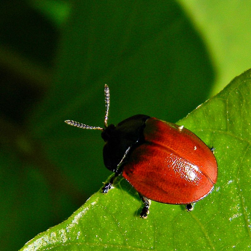 Chelymorpha alternans