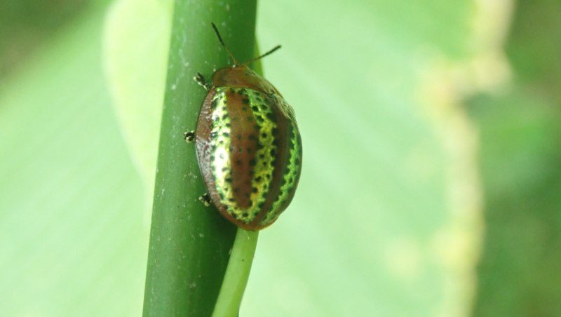 Chelymorpha cribraria