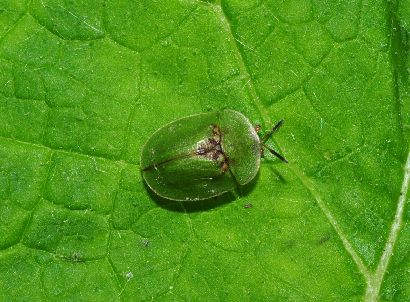 Cassida rubiginosa личинка