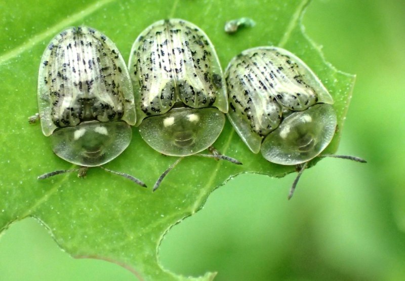 Cassida Nobilis
