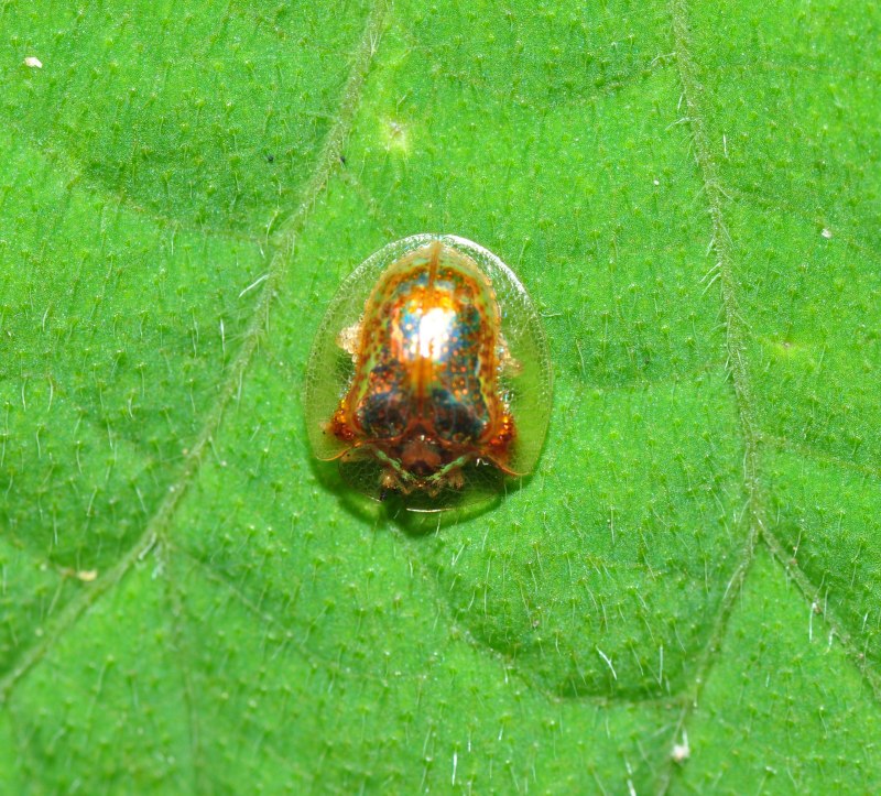 Plagiometriona Tortuguilla