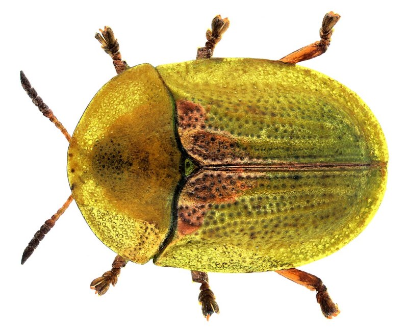 Cassida seladonia Gyllenhal, 1827