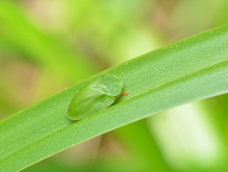 Щитоноска зелёная (Cassida viridis)