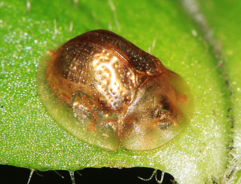 Щитоноска девясиловая. Cassida murraea