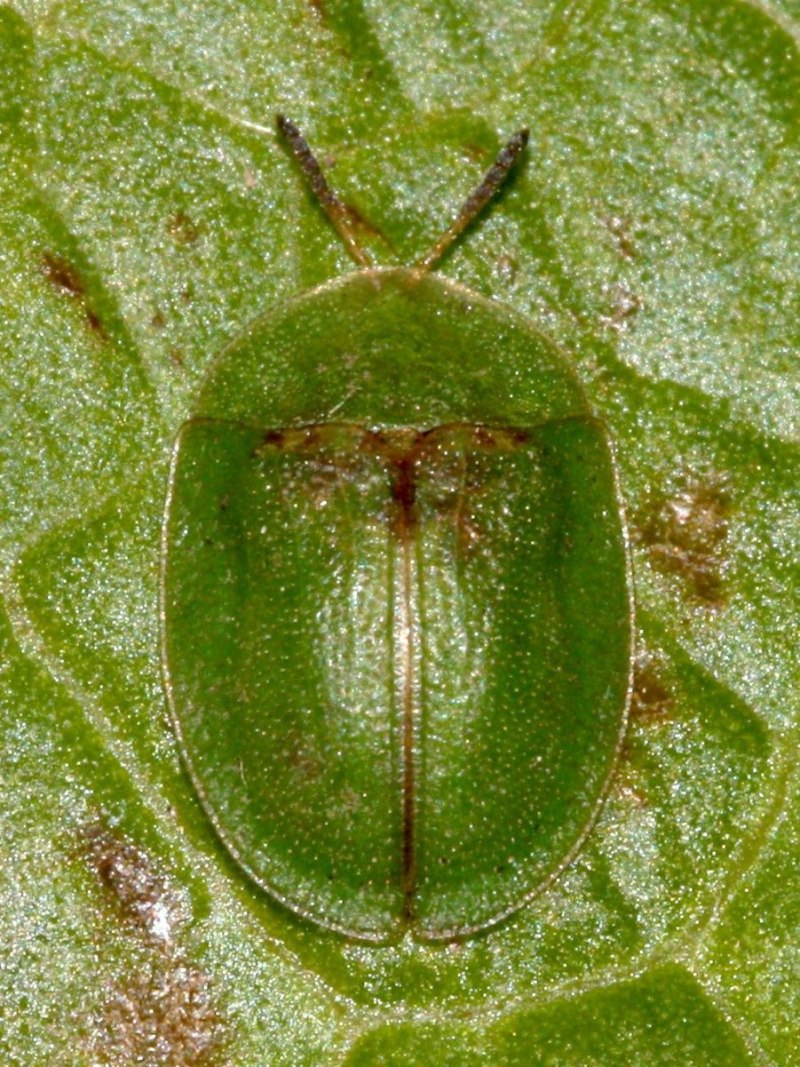 Систематика Cassida rubiginosa