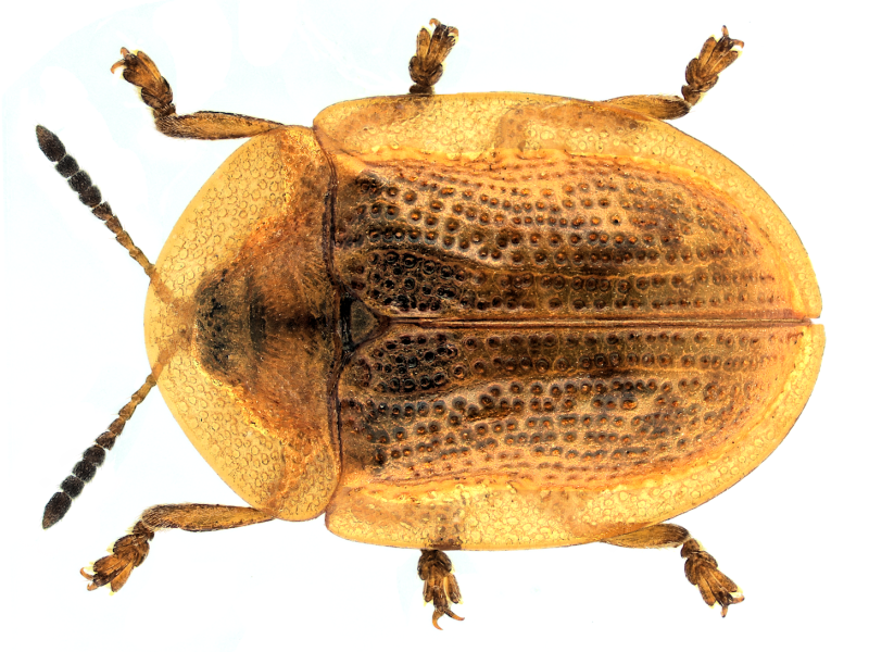 Жук Cassida