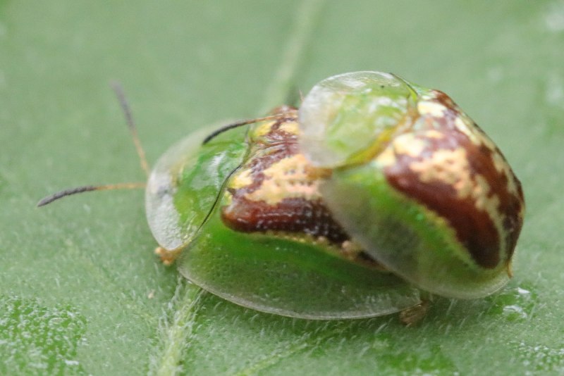 Cassida s273a