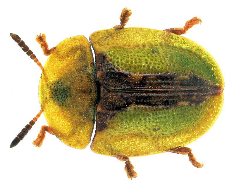 Cassida VIBEX