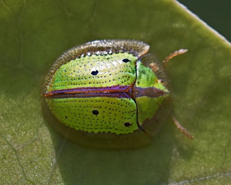 Eviota bipunctata