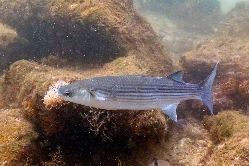 Oedalechilus labiosus