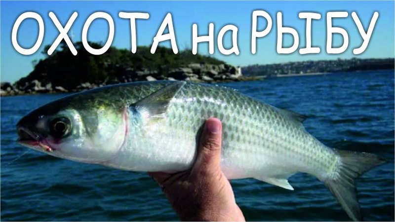 Черноморская кефаль 5 букв сканворд