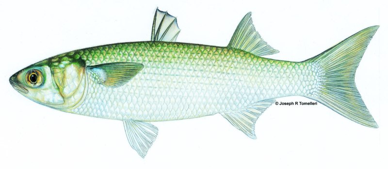 Лобан (Mugil cephalus)