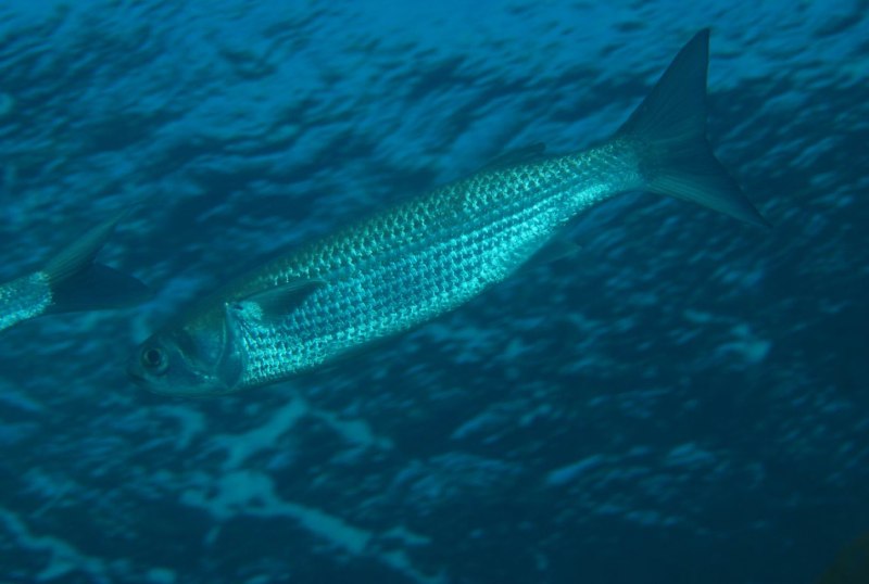 Лобан (Mugil cephalus)
