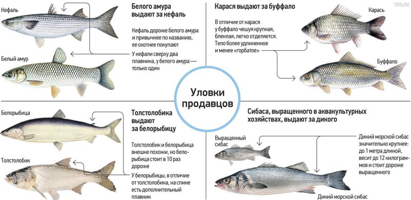 Муксун описание рыбы