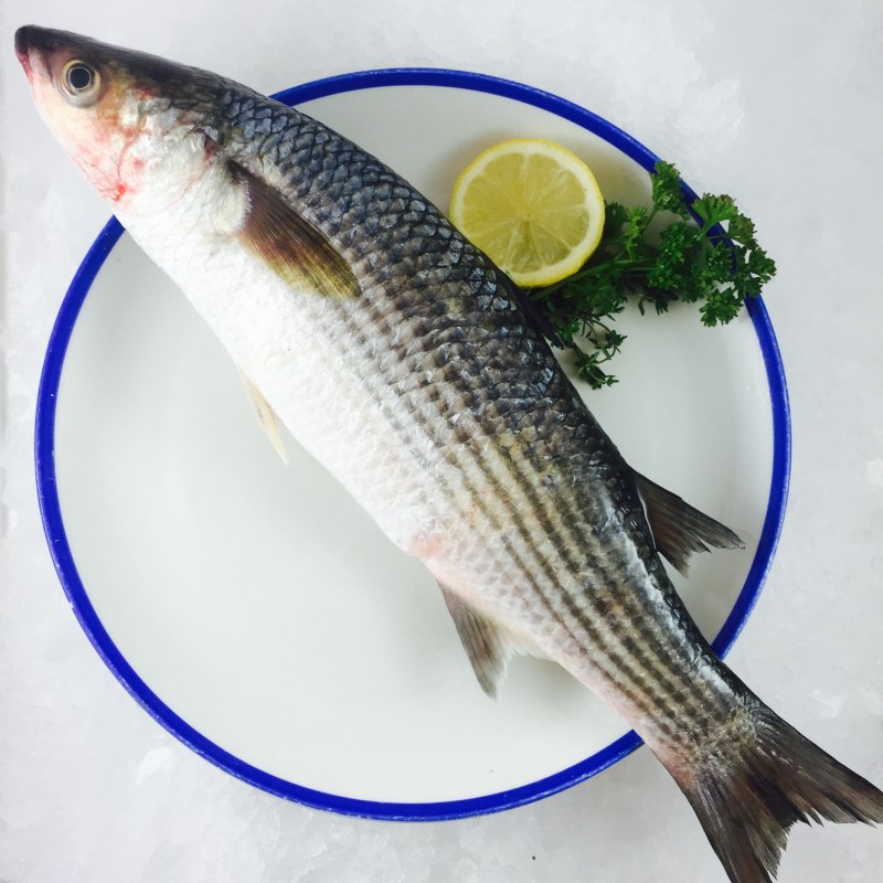 Mullet Fish кефаль