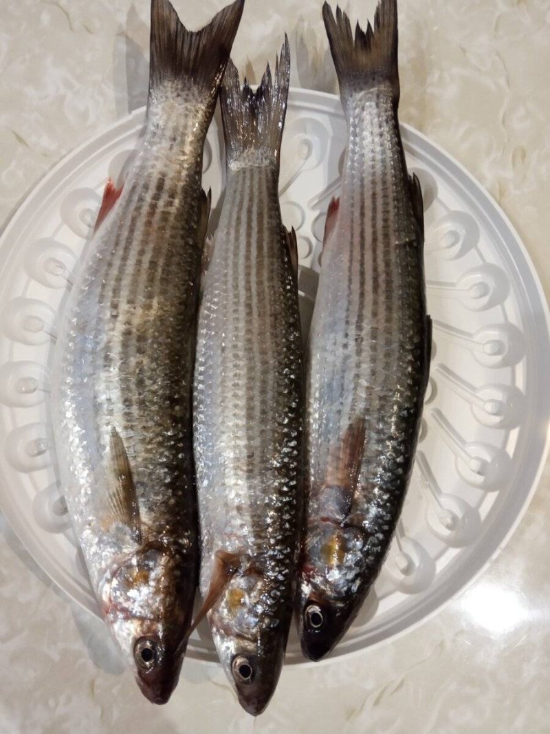 Лобань Черноморская рыба