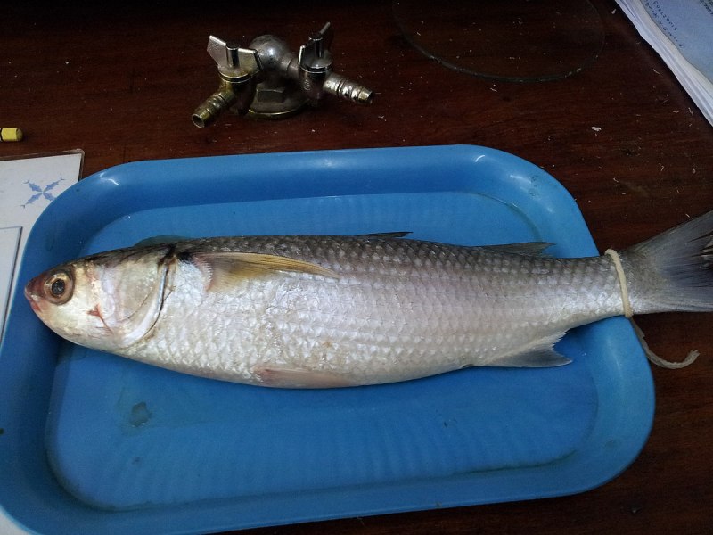 The Flathead Grey Mullet[