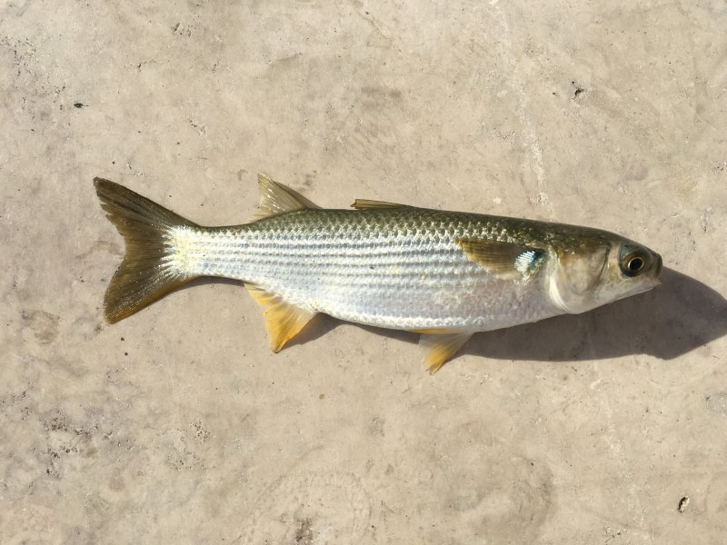 Mullet рыба